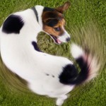 The Conservative vs Liberal Tail Chase