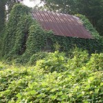 Needed: Some Weed Eradication