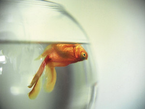 Dead-goldfish